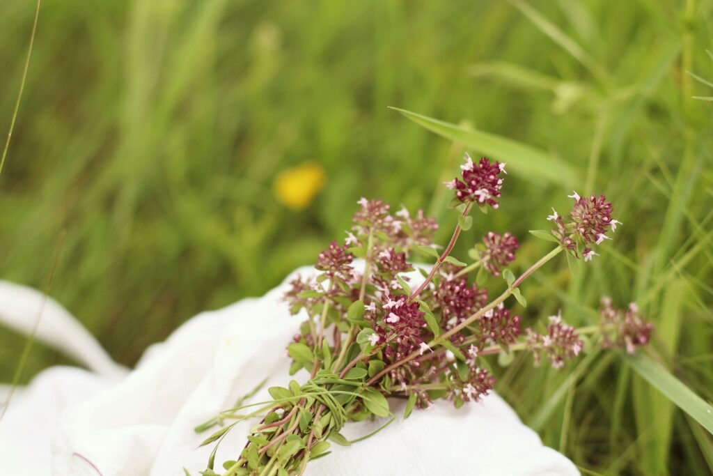 Soluciones Naturales 1 white and pink flowers in tilt shift lens