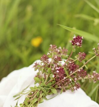 white and pink flowers in tilt shift lens
