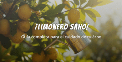 Cuidado del Limonero 14 Cuidado del Limonero